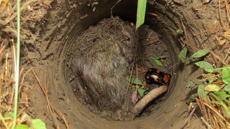 暴尸荒野了？没关系，我帮你埋……