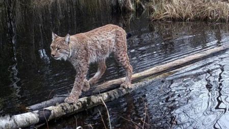 猞猁体型小，为什么反而能胜狼？它对付狼有何高招？