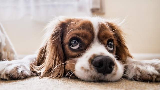 所有纯种犬，都来自近亲交配？它们真不能吃巧克力？