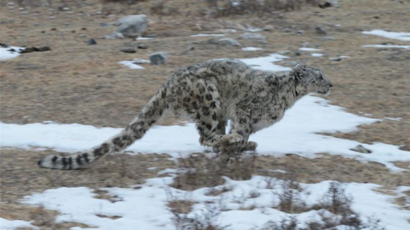 雪豹1岁失去母亲，连旱獭都抓不到，捕食时被野狗咬伤的头图