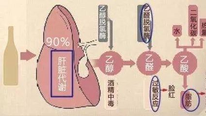 “喝酒脸红”和“喝酒脸白”，究竟哪个更能喝？真相让人大吃一惊