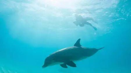 研究表明，海洋生物可以听到人类跳水、冲浪以及游泳时发出的声音的头图