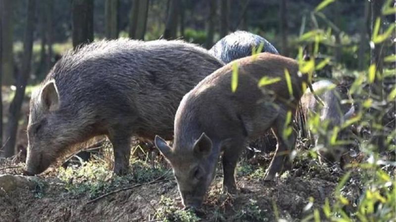 哀牢山发现一头母猪，跟着公野猪上山，产下12头小猪仔后带回家？的头图