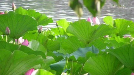 煮粥、泡茶、洗澡……夏季清凉首选它