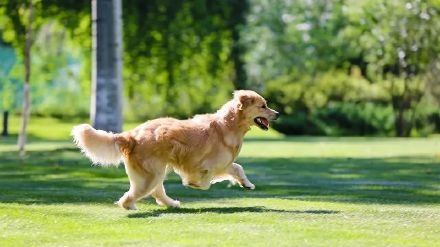 如何科学处置隔离人员的宠物犬的头图