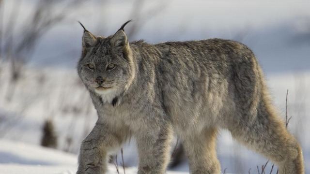 三江源狼猫“大战”藏羚羊！被首次拍到，两者实力谁更强？的头图