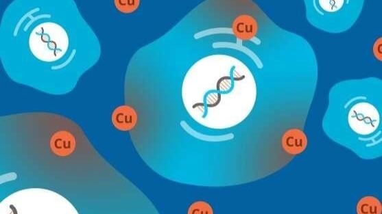 铜如何杀死细胞的？《科学》新研究揭示铜诱导细胞死亡的关键基因