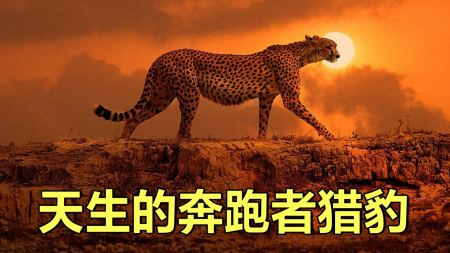 猎豹为什么能跑那么快？高速给猎豹带来了什么弊端？